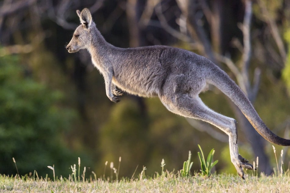 Das Känguru ist für seine hüpfende Fortbewegung und hohe Sprünge bekannt.