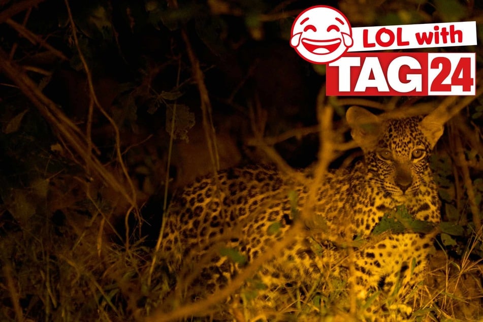 Joke of the Night for March 19, 2026: A nighttime funny.