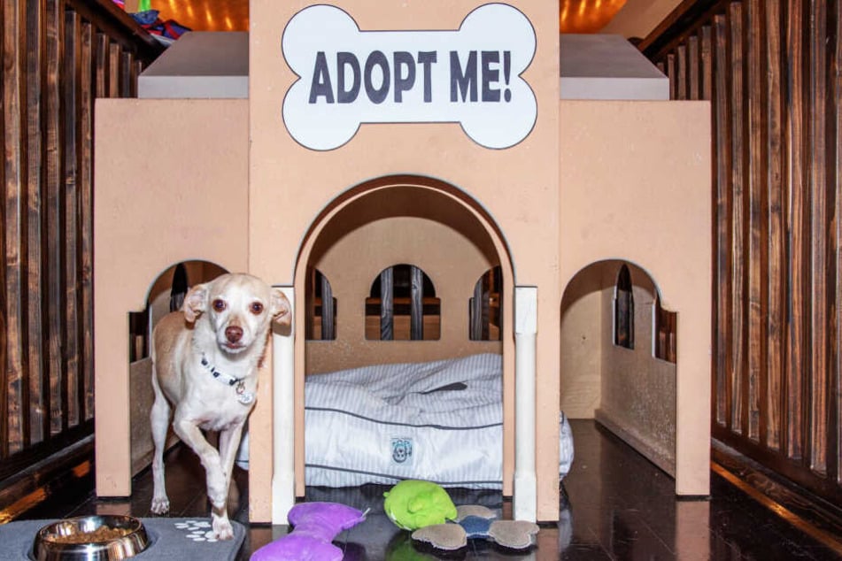 Ein Hund in der Adoptions-Hütte des Hotels.
