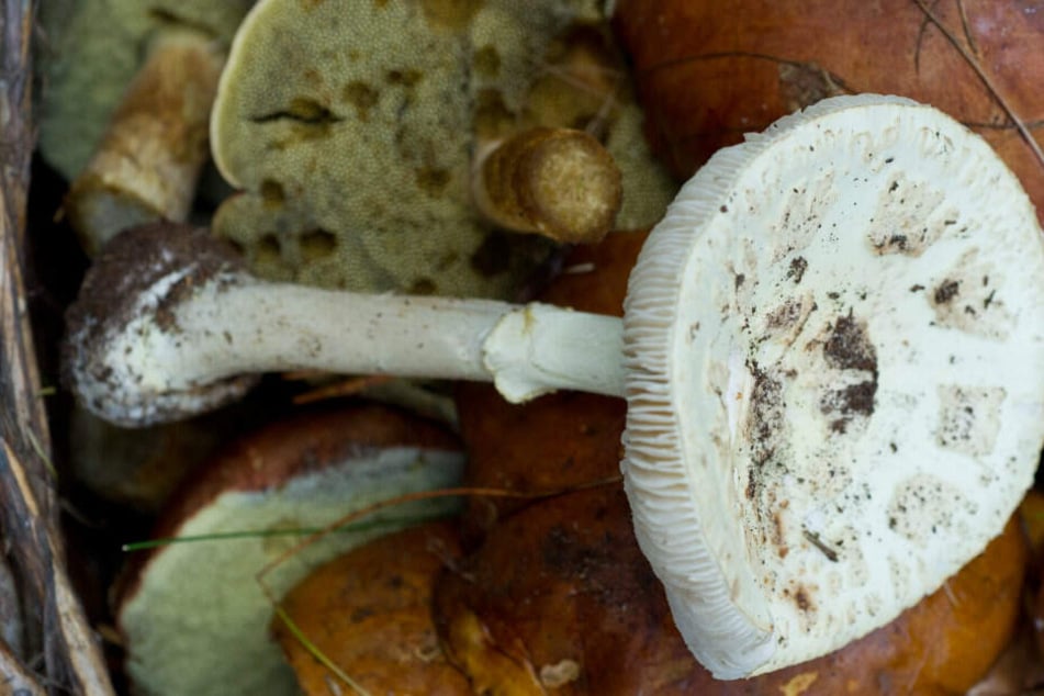 Vorsicht! Grüne Knollenblätterpilze ähneln Champignons.