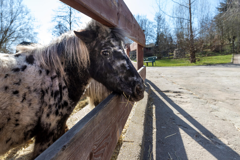 Die Zwergponys vermissen die Besucher im Auer Zoo.