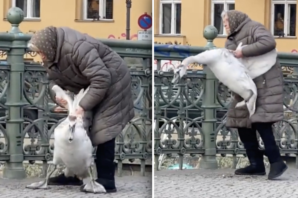 Berlin: Tierquälerei oder Heldentat? Hier schmeißt eine Seniorin (80) einen Schwan über die Admiralsbrücke