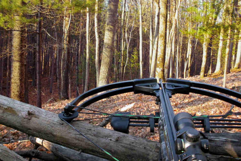 Mit einer Armbrust wurde auf die Tiere geschossen. (Symbolbild)