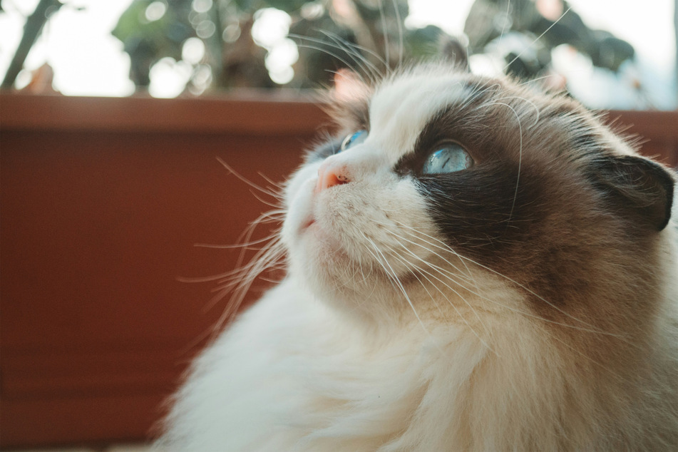 Ragdoll cat in profile: Size, characteristics, price
