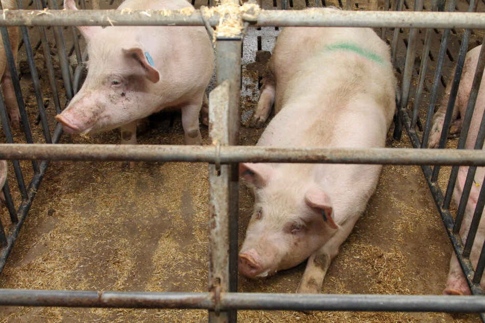 Schweine in einem konventionellen Kastenstall. Die Schweine in dem Mastbetrieb im Alb-Donau-Kreis mussten aufgrund ihres Zustandes getötet werden.