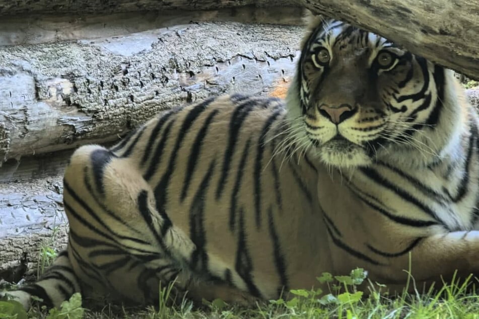 Tigerin Indira ist wohlbehalten im Tierpark Gotha angekommen. Bis zur Fertigstellung ihres neuen Geheges lebt sie in einer ungenutzten Tieranlage.