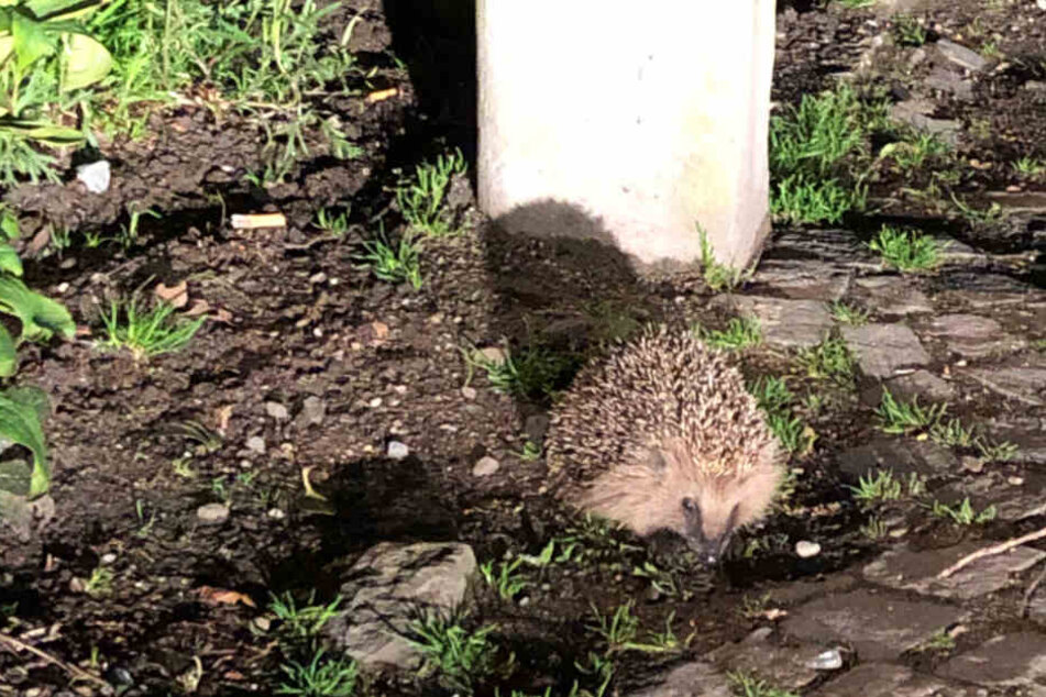 Der Igel "Mecki" verfing sich in den Gleisen und wusste sich nicht mehr selbst zu helfen.