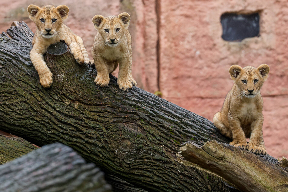 The rare Barbary lion triplets were born at Hanover Zoo in February.