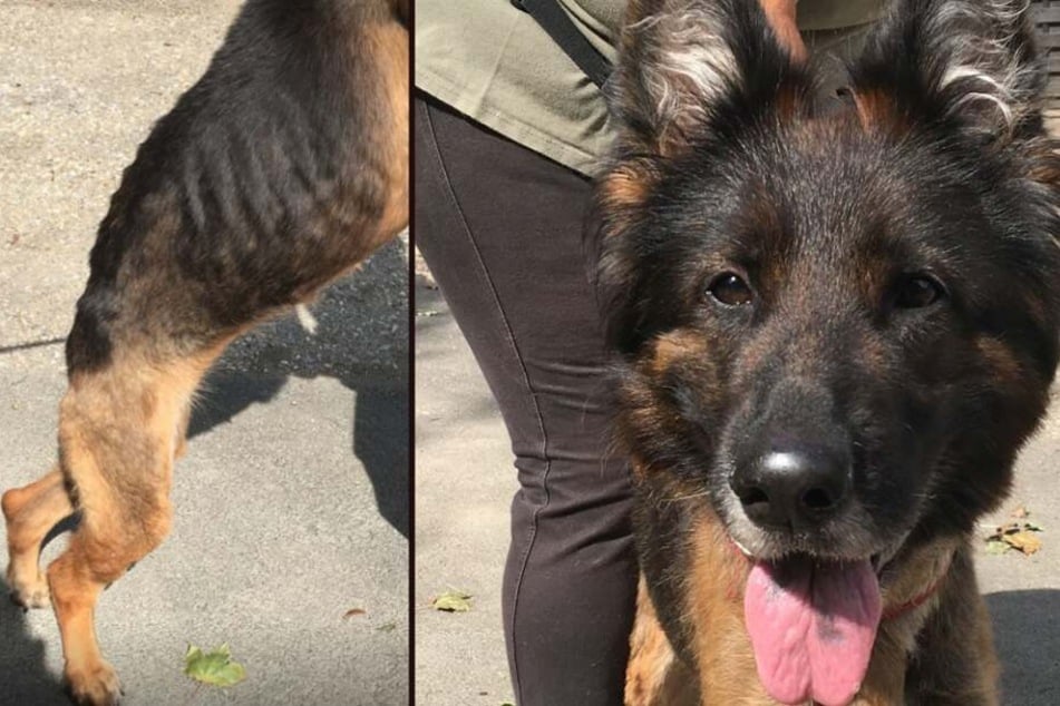 Schäferhündin Emma aus dem Tierheim in Bergheim sucht einen neuen Besitzer.