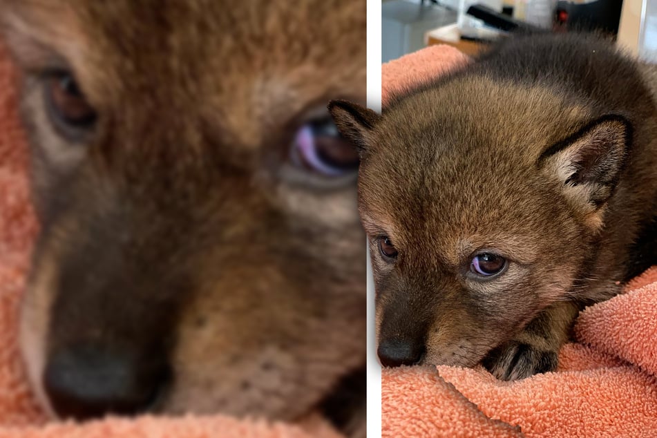 Puppy mix-up! Family rescues surprise wild animal