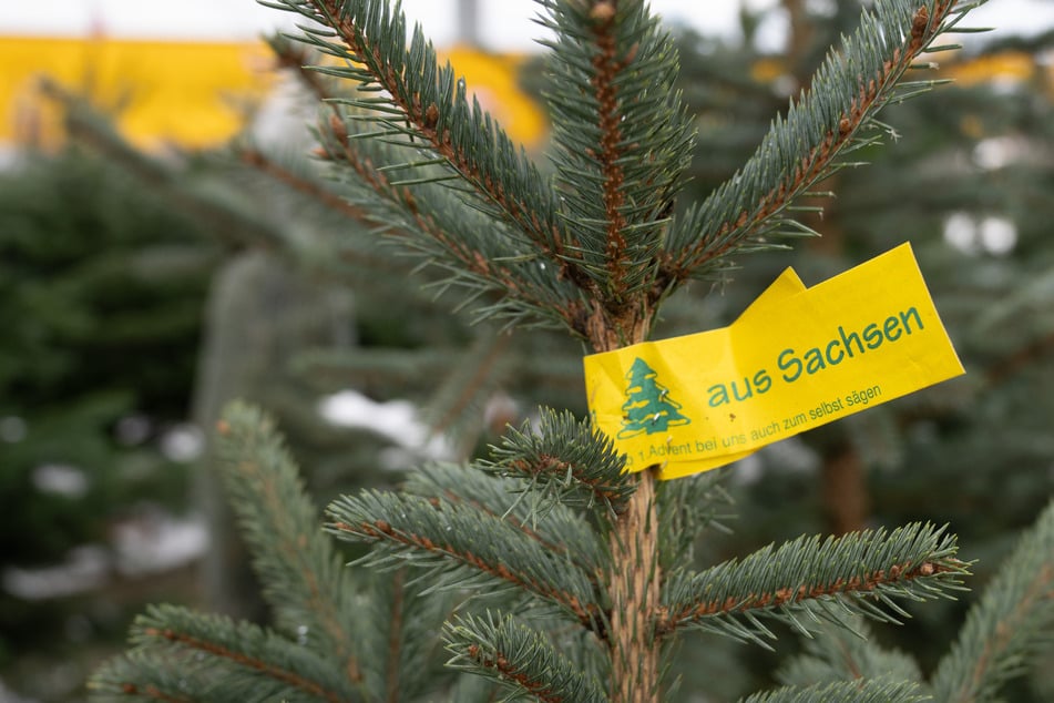 Festtags-Tanne in Gefahr? Weihnachtsbäume in Sachsen könnten teurer werden!