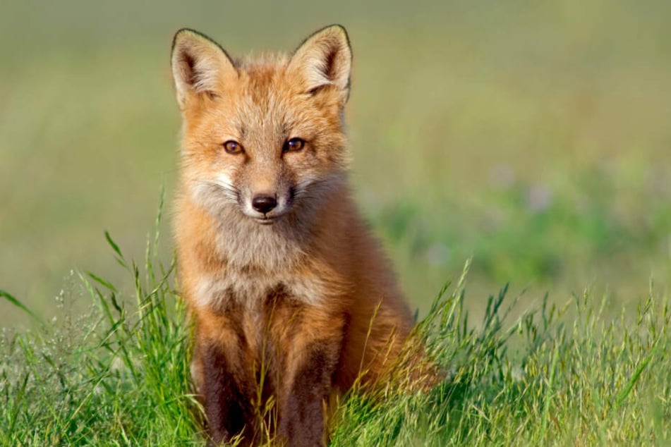 Der Fuchs überstand die Fahrt nahezu unverletzt. (Symbolbild)