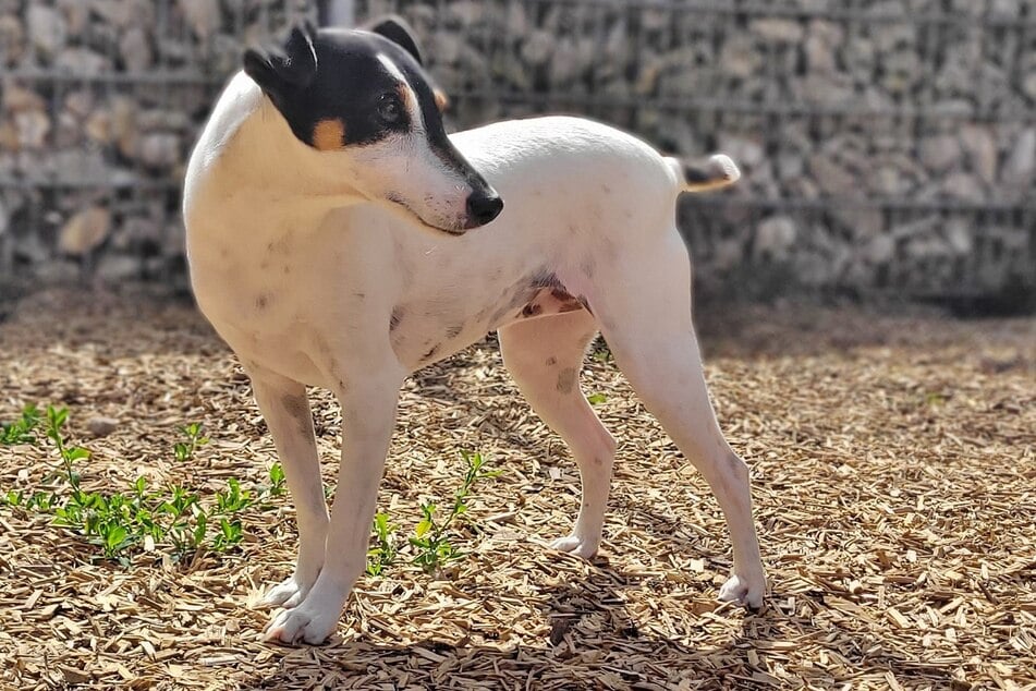 Suki wünscht sich Halter, die sich mit Hunden auskennen und auf ihre Bedürfnisse eingehen.