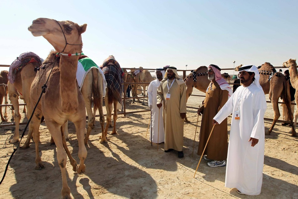Camels being inspected during the 2011 edition of Saudi Arabia's annual King Abdel-Aziz Camel Festival.