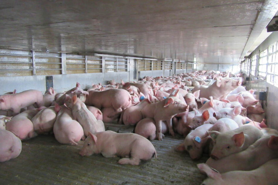 Ein mit 1397 Ferkeln beladender Viehtransport verstieß ebenfalls gegen das Tierschutzgesetz.