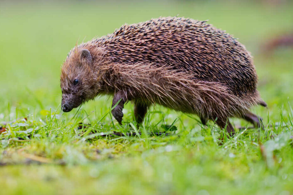 Igel ernähren sich von kleinen Insekten und Früchten.