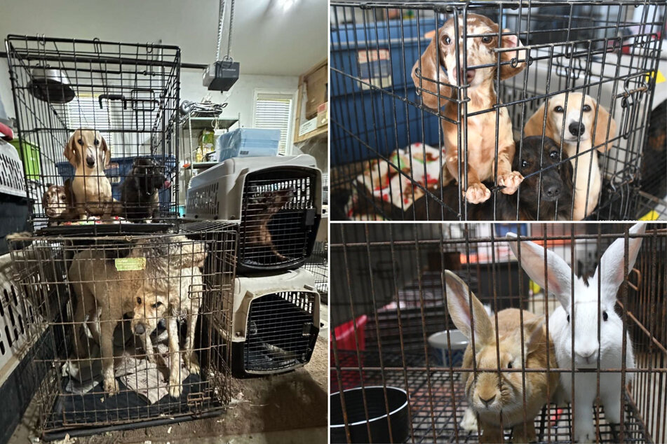 Police discover 120 animals in "horrific conditions" at Tennessee home