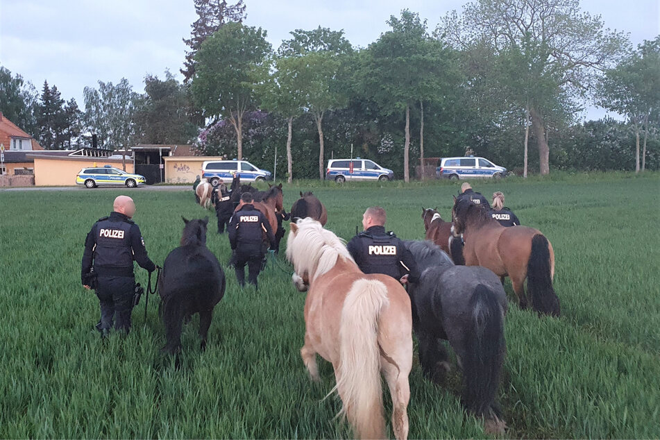 Mehrere Polizisten schafften es, die ausgebüxten Pferde zurück auf ihre Weide zu bringen.