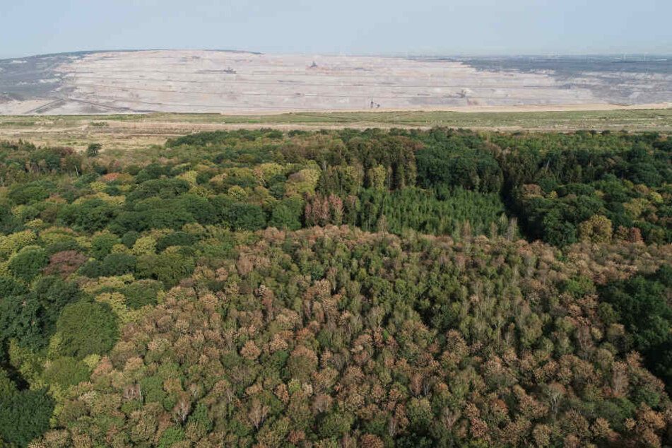 Studie: Hambacher Forst trocknet wegen Braunkohle-Tagebau stärker aus