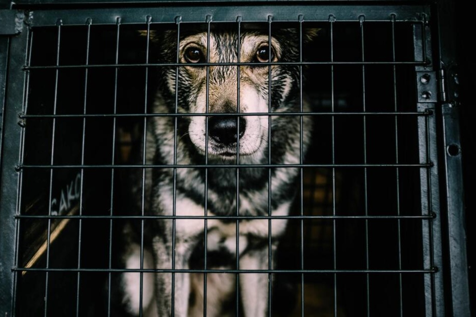 Die skrupellosen Hundeverkäufer halten die Elterntiere oft jahrelang im Käfig (Symbolbild).