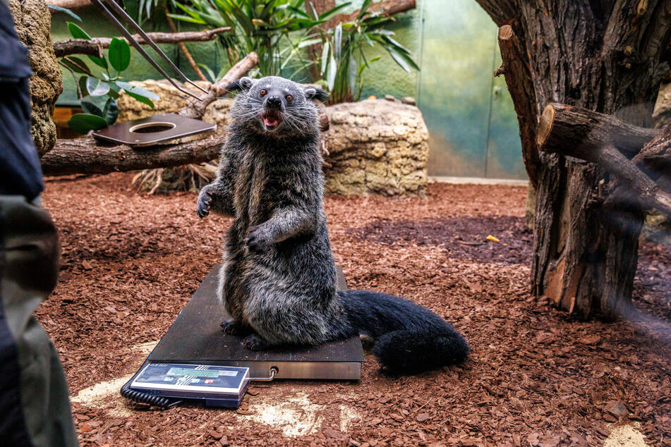 Binturong-Weibchen Swantje ließ sich leichter auf die Waage locken als das Männchen.