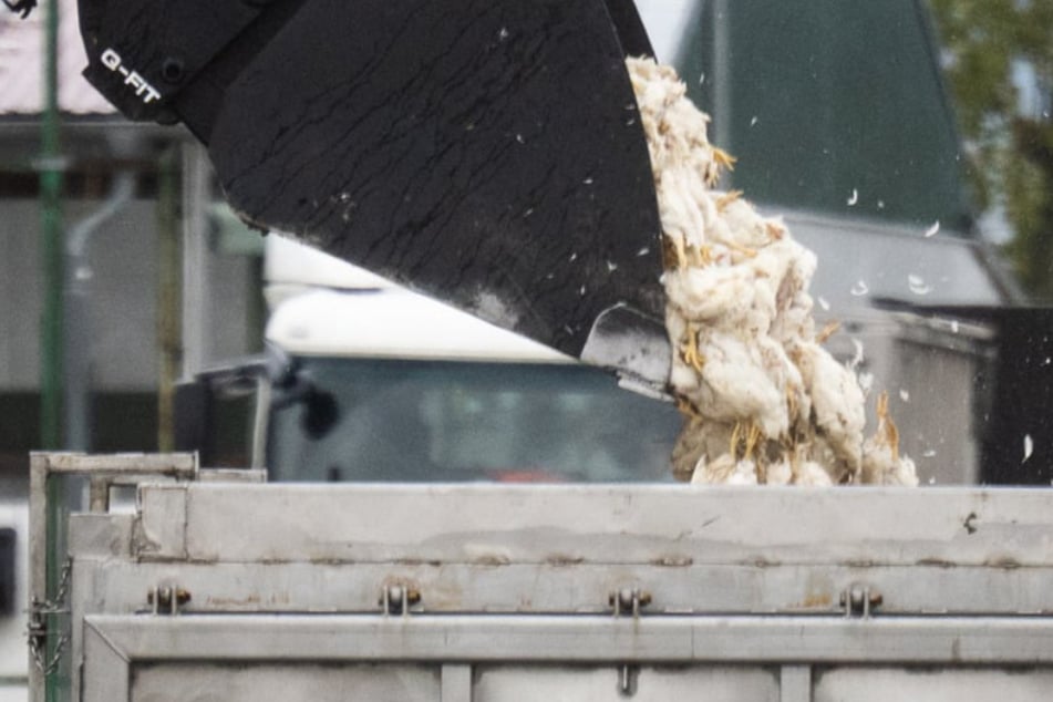 Vogelgrippe breitet sich immer weiter aus: Wird die Weihnachtsgans jetzt teurer?