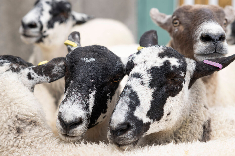 Sheep in Greece searching for food accidentally consumed over 200 pounds of medicinal cannabis.