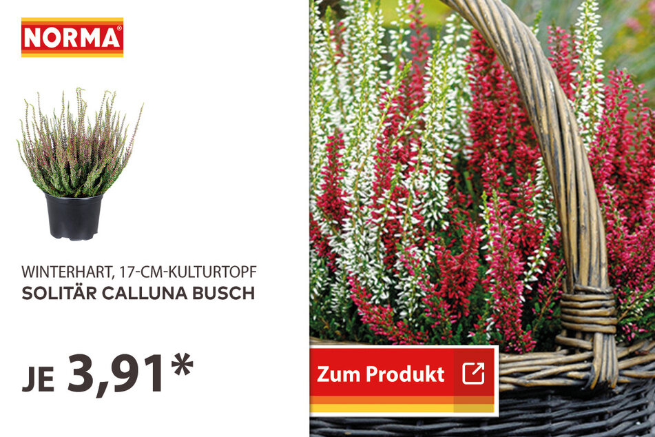 Solitär Calluna Busch für 3,91 Euro.
