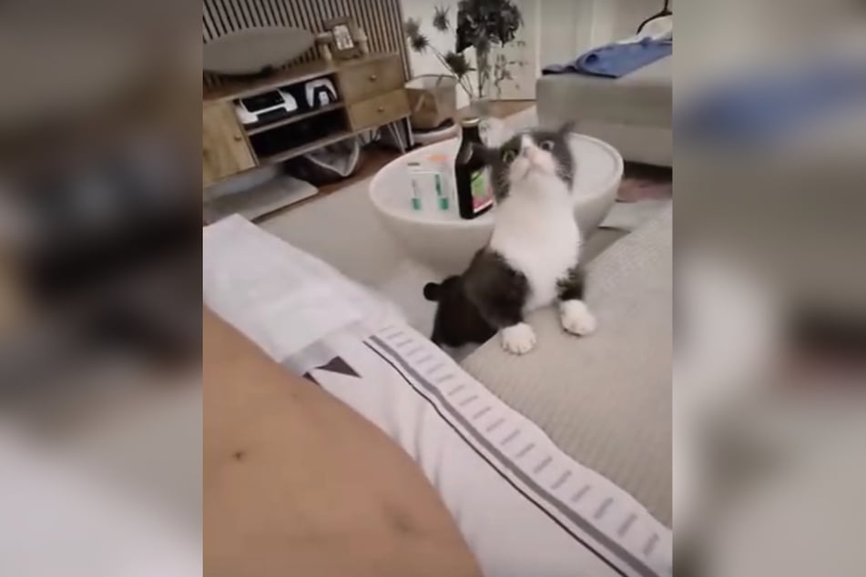 Kater Balu kommt bei den Veränderungen noch nicht ganz hinterher.