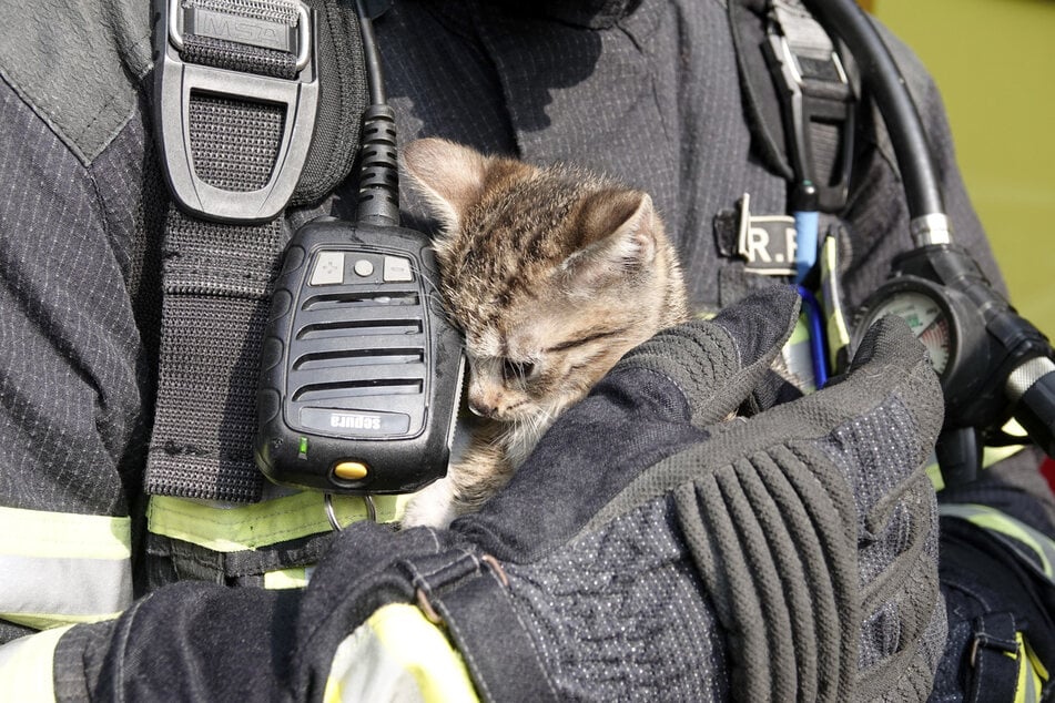 Kleiner Findling, große Aufmerksamkeit: Auch junge Katzen landen immer wieder bei Tierrettung und Feuerwehr.