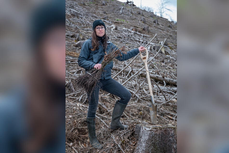 Forstwirtin Katharina Kretschmar (40) hält ein Bündel Eichensetzlinge in der Hand.