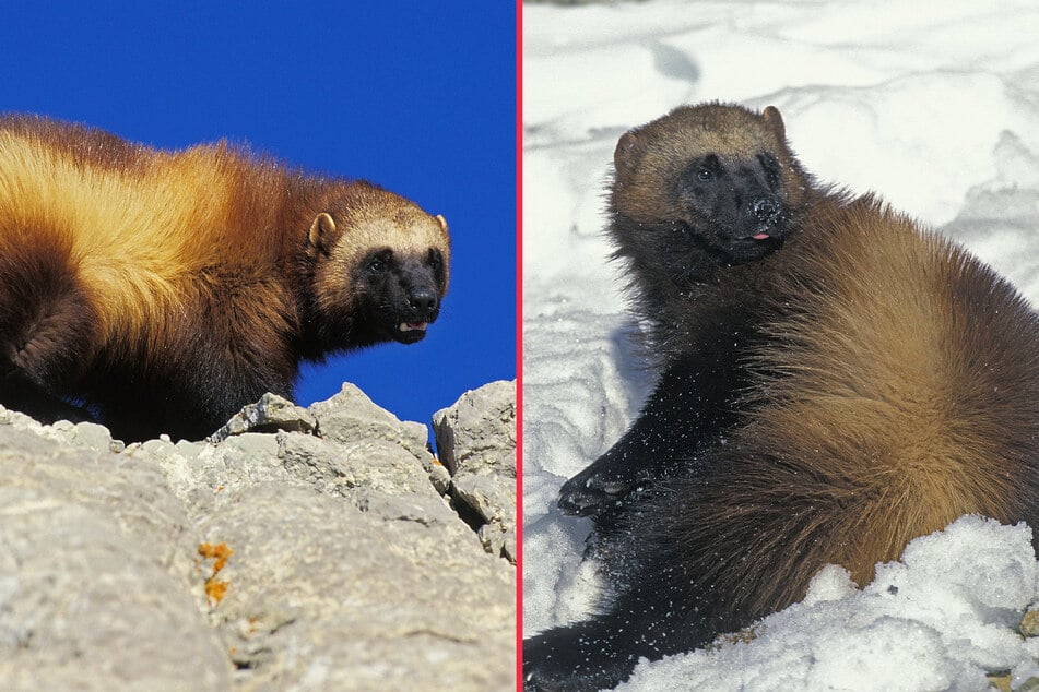 Wolverines are remarkable creatures, but extremely rare and at risk of extinction.
