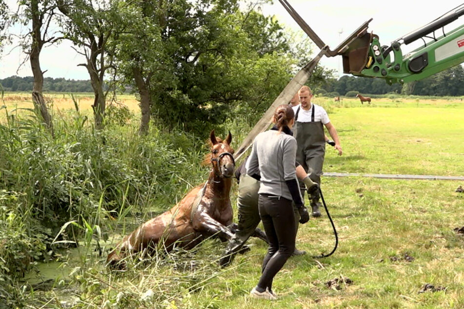 Mithilfe eines Traktors konnte das Pferd aus dem Graben gezogen werden.