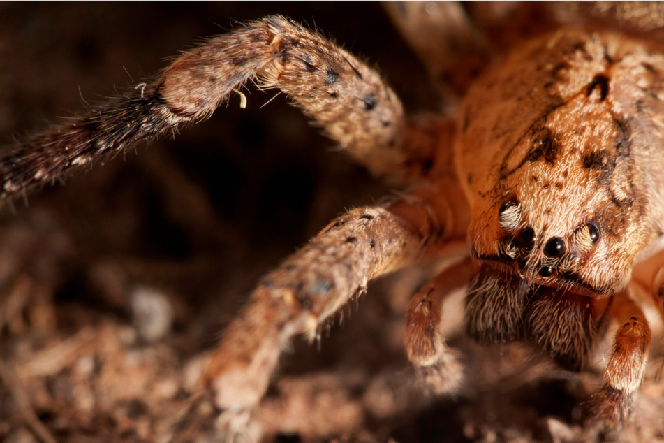Achtung, bissig! Haarige Nosferatu-Spinne breitet sich auch in Bayern aus