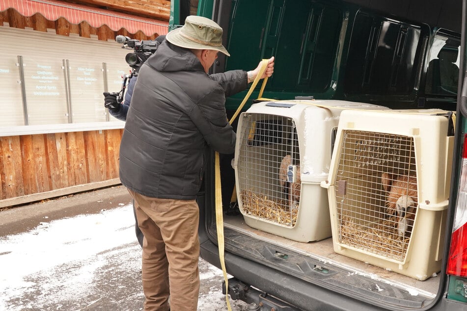 Auf sie wartet "Aas vivendi": Dresdner Zoo-Geier kommen in Italien frei
