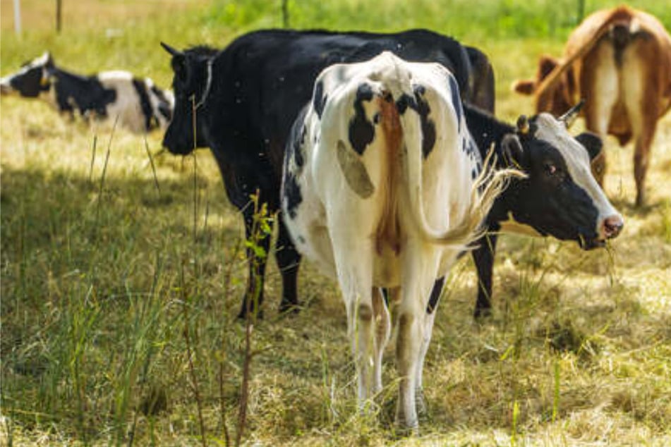 Auch Tiere haben ein Recht auf Schatten: Das müssen Halter beachten