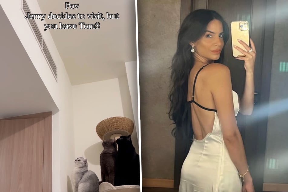 Unten lauern die Katzen, da ist die Maus schon wieder weg. Luna Mansour (33) hat den kuriosen Moment mit ihrem Handy festgehalten.