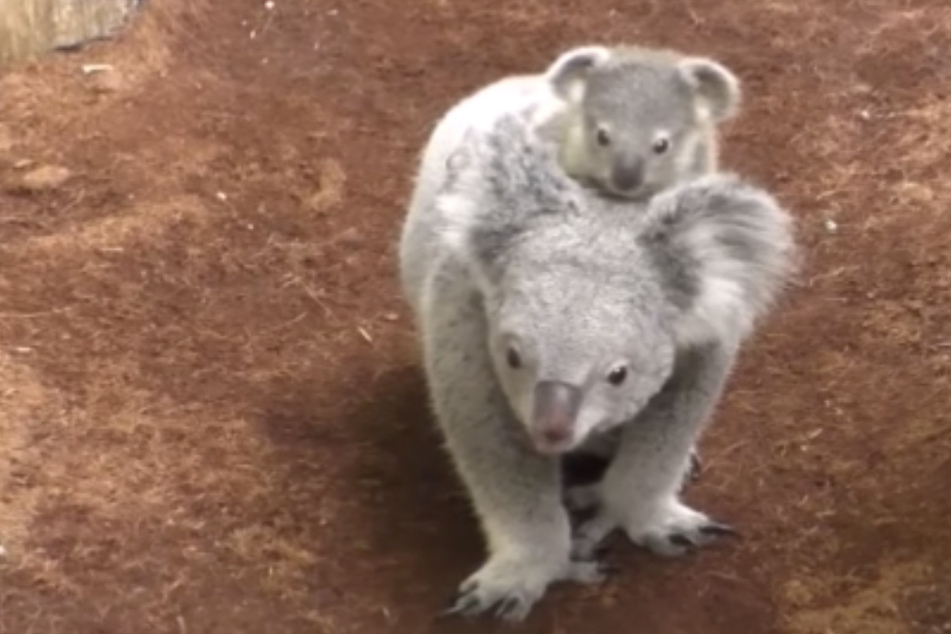 Die kleine Koala-Familie auf Erkundungstour durch das Gehege.