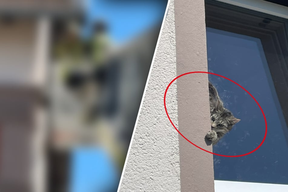 Anwohner entdecken Katze in brenzliger Situation und handeln sofort
