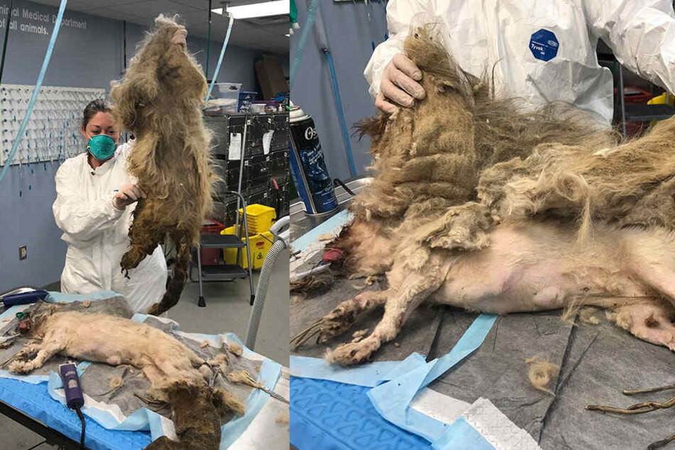 Unter dem Fell war tatsächlich ein Hund.
