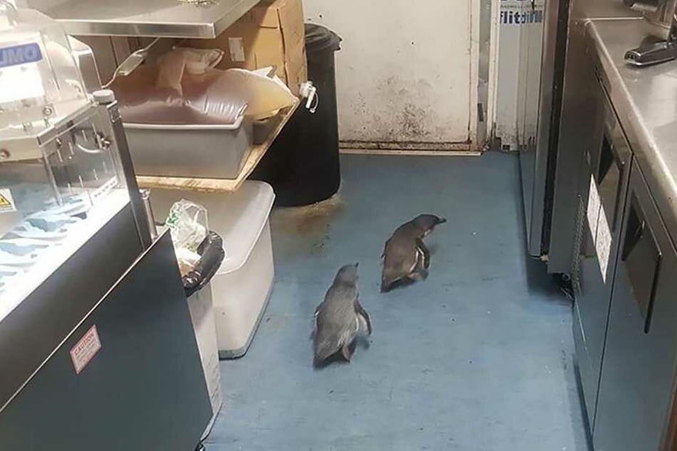 Schau' mal an! Im neuseeländischen Wellington haben sich zwei Pinguine in einem Sushi-Laden eingenistet.