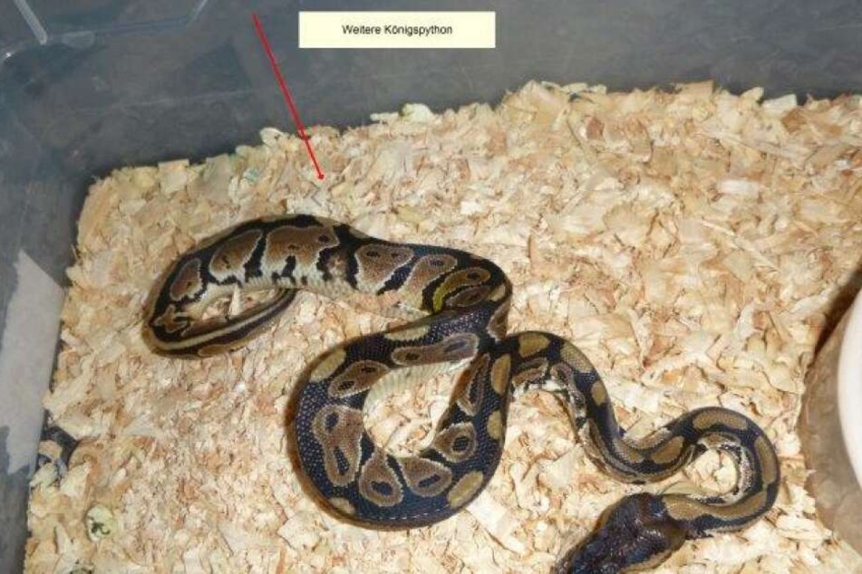 Eine Königspython liegt unterernährt in einer Plastikbox.