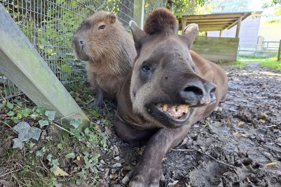 Johnson, das Capybara, und Tapir Al galten im Newquay Zoo als unzertrennliches Duo.