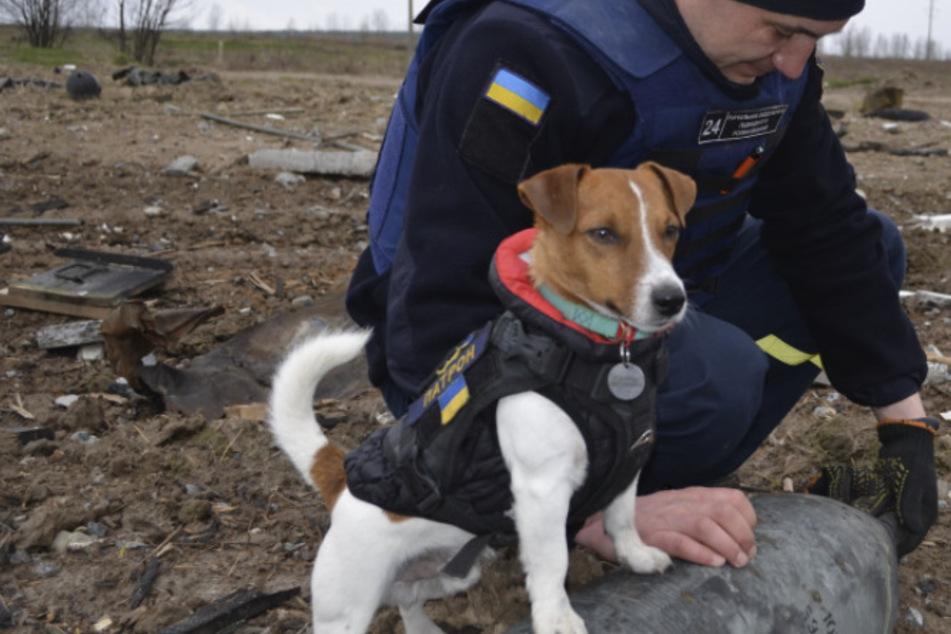 This is Patron, the pyrotechnic dog, on the job in Ukraine.