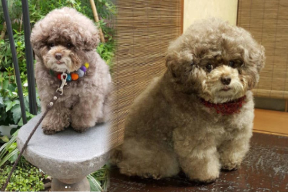 Pup with curly fluff and human-like face takes users' hearts by storm