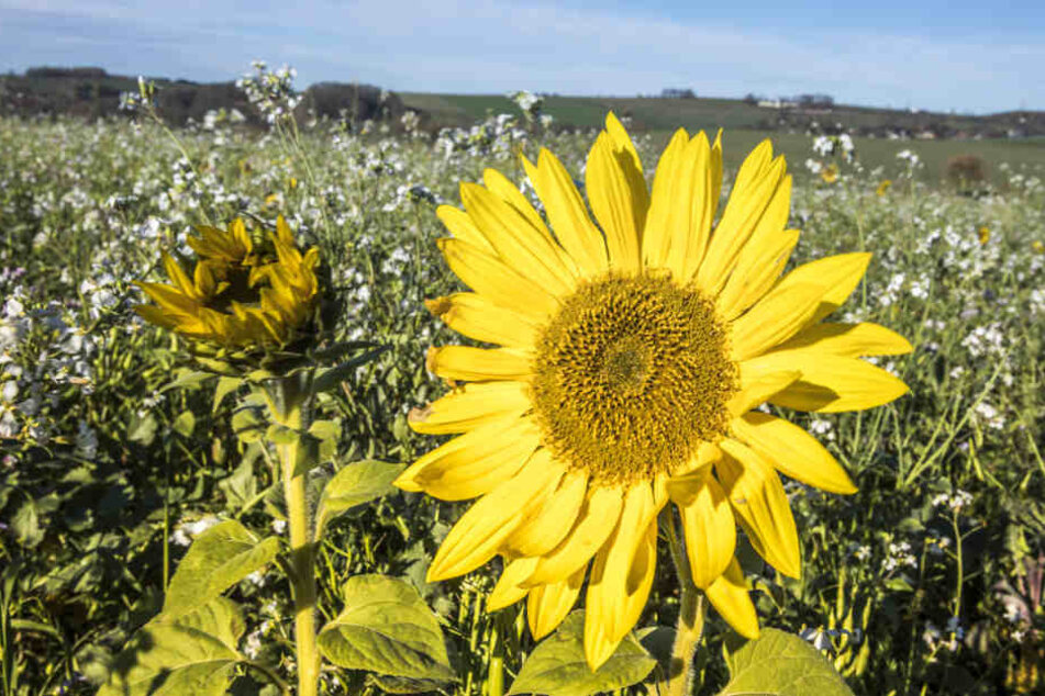 Durch die milden Temperaturen blühen im Erzgebirge sogar noch Sonnenblumen.