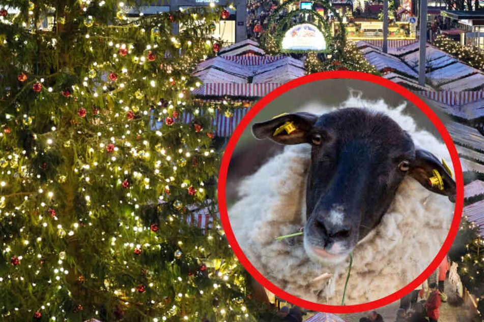Määääh! Schafen finden den Trubel auf dem Leipziger Weihnachtsmarkt gar nicht so lustig. (Bildmontage)