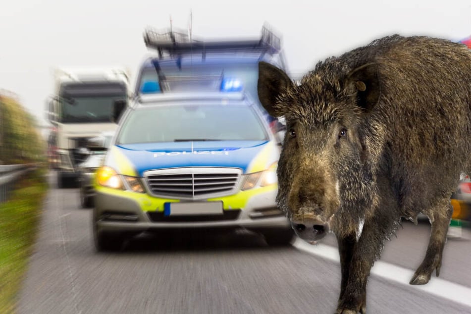 Fotomontage: Ein Auto raste am Nikolausabend auf der B26 in eine Wildschweinrotte (Symbolbild).