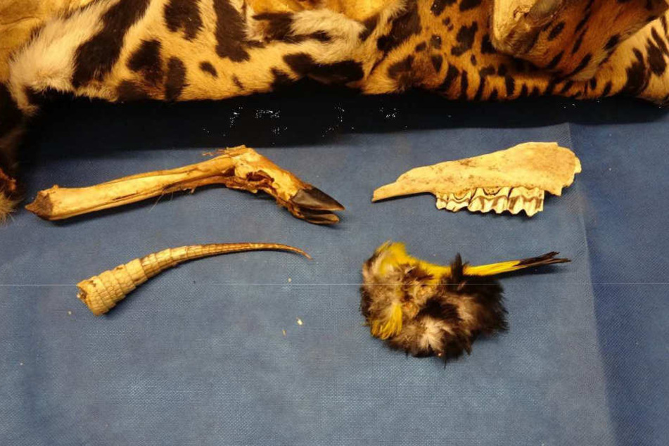 Gefunden wurden ein Jaguarfell mit Schädel, ein Huf mit Knochen, ein Gebiss mit Zähnen sowie ein Federbüschel.