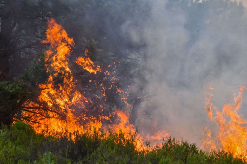 Aufgrund der Trockenheit konnten sich die Flammen schnell ausbreiten. (Symbolbild)